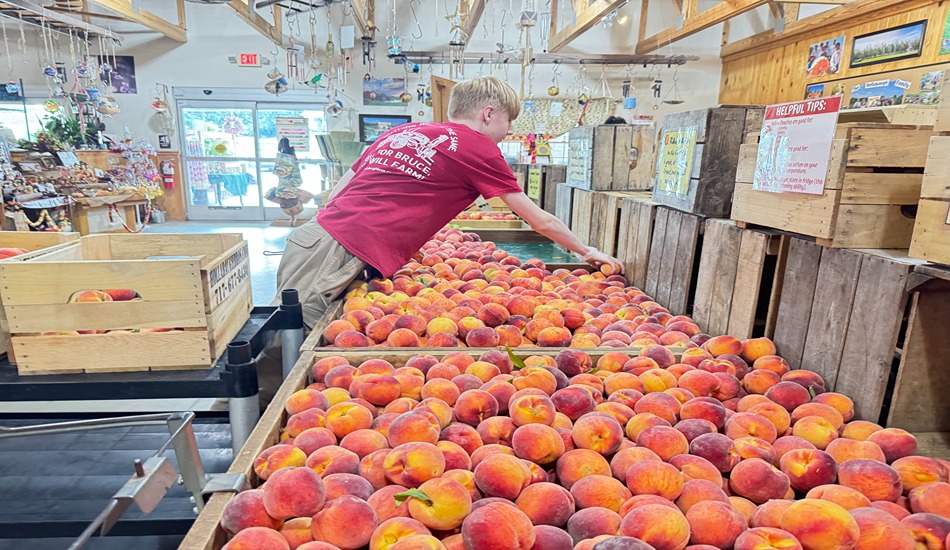 Hollabaugh Bros. Farm & Fruit Market in Biglerville, PA, just outside of Gettysburg. (Randy Mink Photo)
