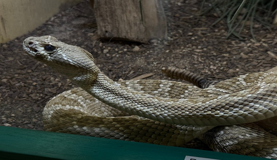 American International Rattlesnake Museum. (Randy Mink Photo)
