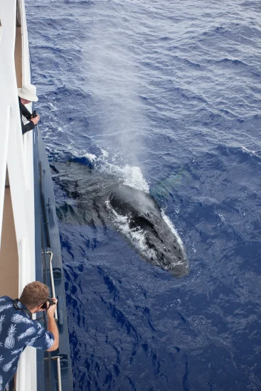 humpback whales
