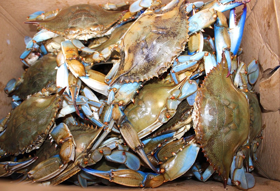 Crab on the Chesapeake Bay