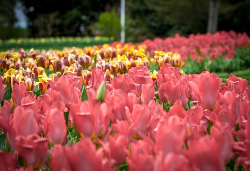 VHH_Cultural Guide_Hershey Gardens
