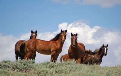 Fresh Discoveries Await Travelers in Southwest Wyoming