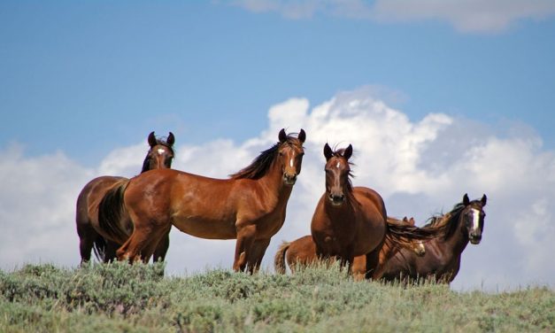 Fresh Discoveries Await Travelers in Southwest Wyoming