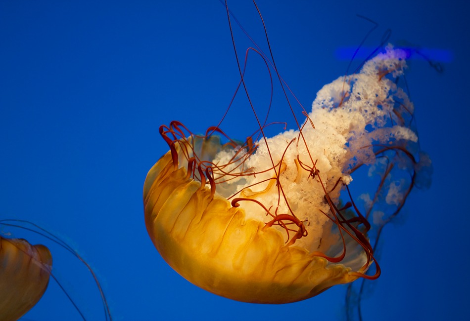 National Aquarium Baltimore