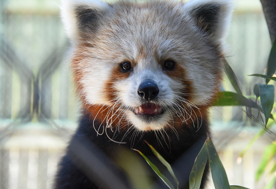 Red Panda 